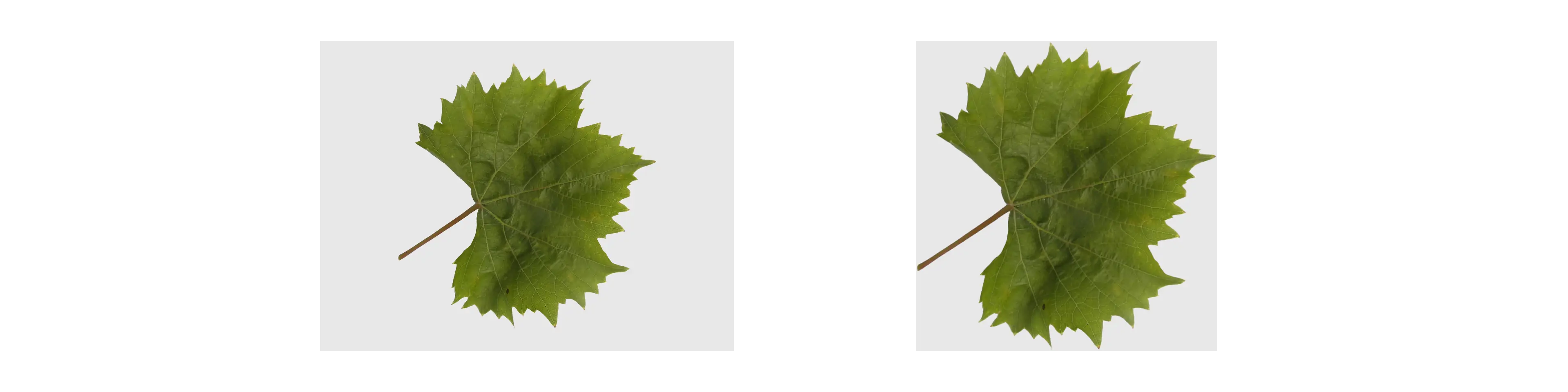 Trim Filter Example Image of Trim Filter Tool